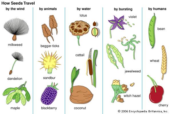 seeds-dispersal_1